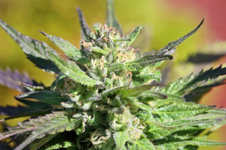 Medical Cannabis Bill Dies in Wisconsin Legislature