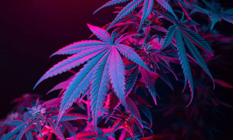 Senate Democrats Push for Cannabis Descheduling