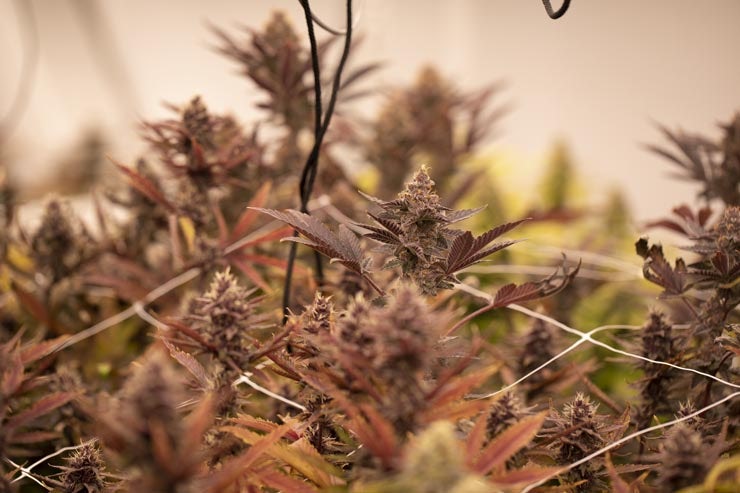 The most common cannabis training techniques – and how to use them