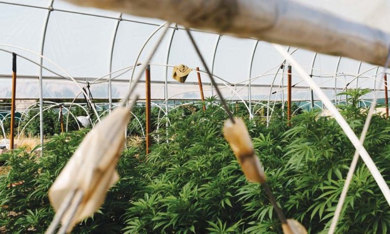 Wildwood Flower Farm: Sustainably High