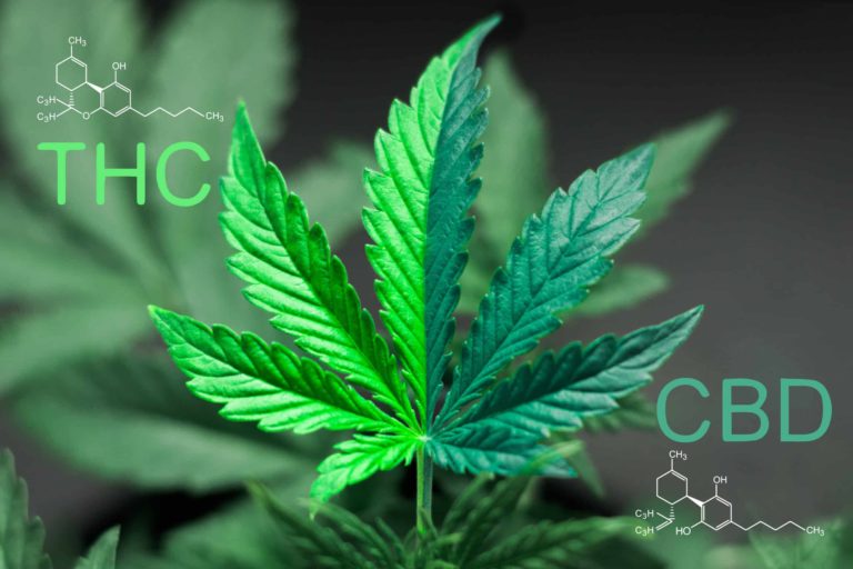 CBD vs. THC for Anxiety Relief: New Study Finds the Answer