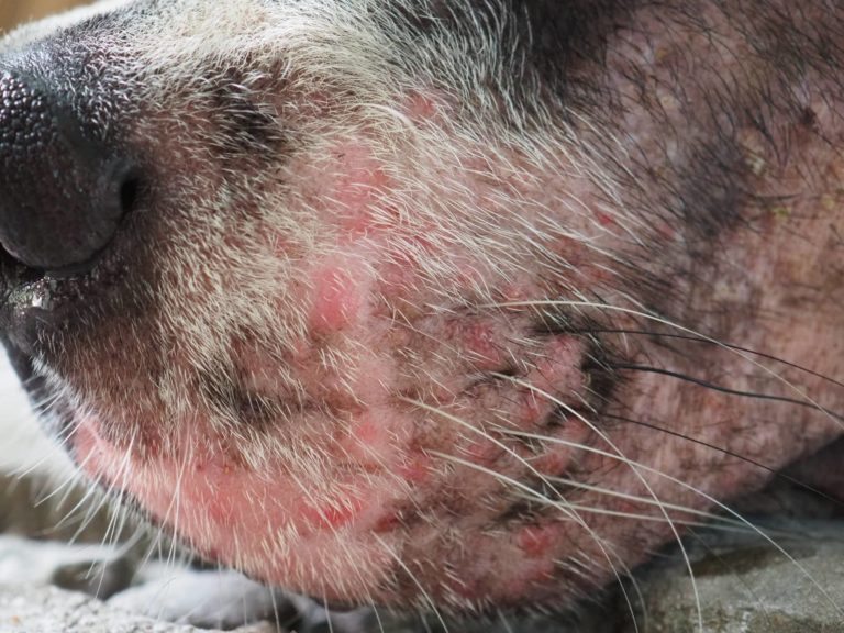 Cannabis Oil Effectively Treats Canine Lupus