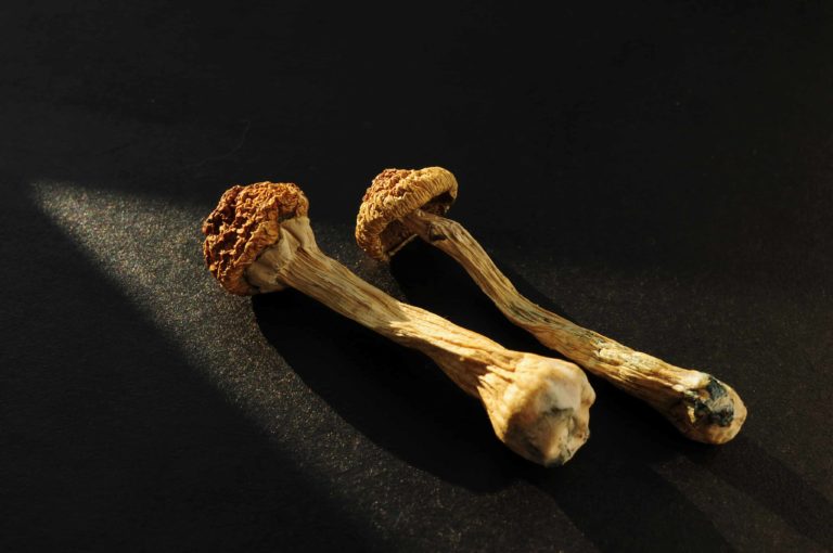 Indiana Psilocybin-Assisted Therapy Bill Sent to Governor