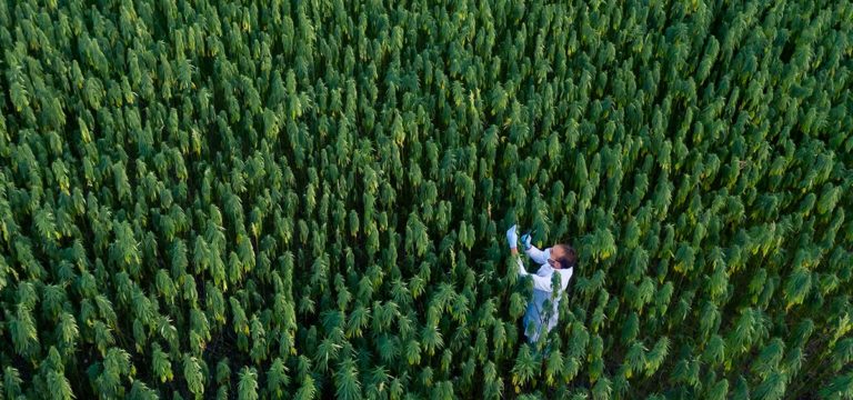 Kansas Bill Would Reduce Hemp Cultivation Fees by More than Half