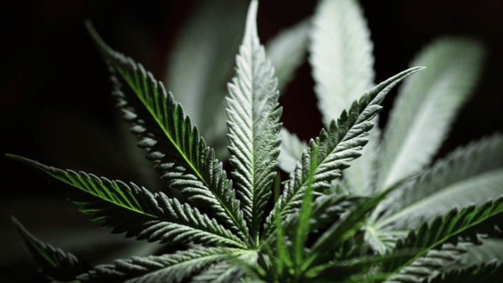 Massachusetts: Governor Issues Pardons For Those With Misdemeanor Marijuana Convictions Massachusetts: Governor Issues Pardons For Those With Misdemeanor Marijuana Convictions