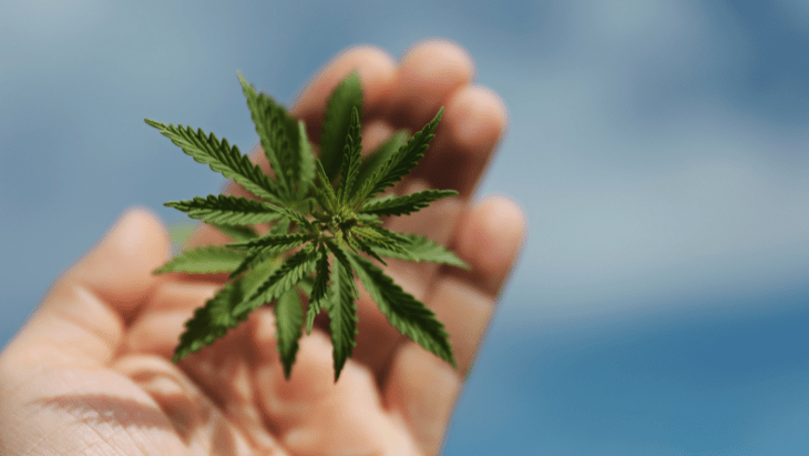 NORML Is Leading The Fight For Cannabis Freedom