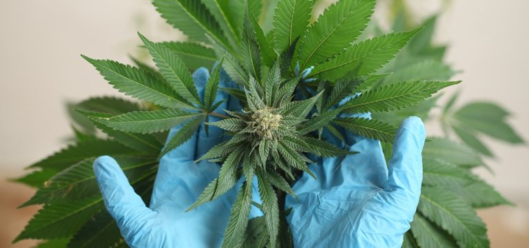 Ohio Cuts Cannabis Patient Fee to One Cent While New Jersey Offers Free Patient IDs