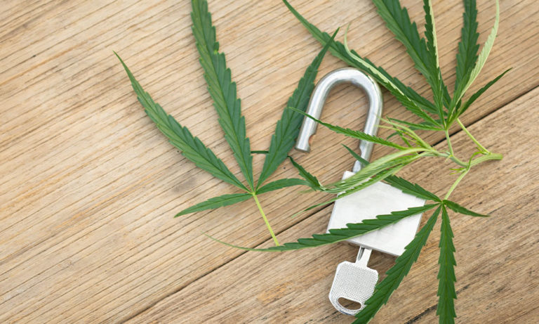 Top Cannabis Events to Attend in 2024