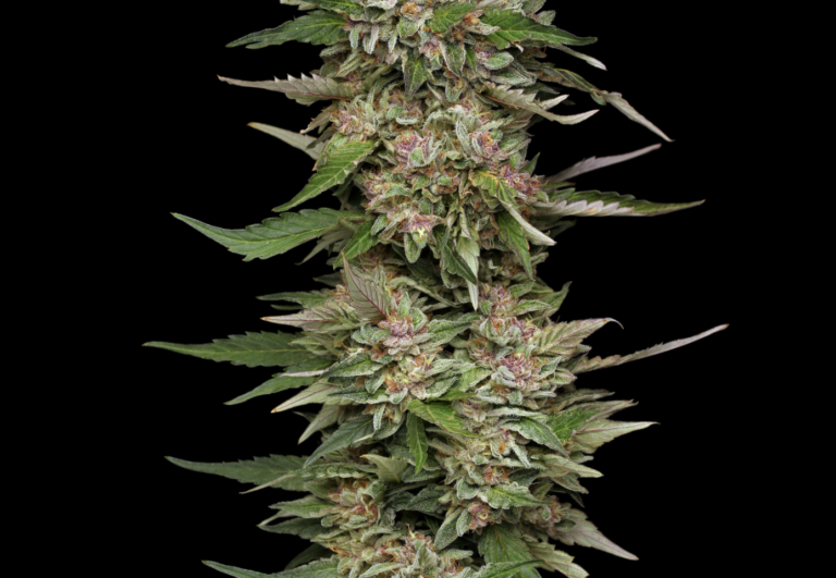 Weed From Seed: Understanding F1 Hybrids