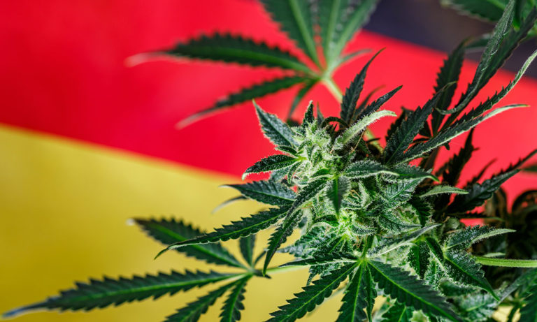 What Does Germany’s Cannabis Legalization Mean for Europe? What Does Germany’s Cannabis Legalization Mean for Europe?