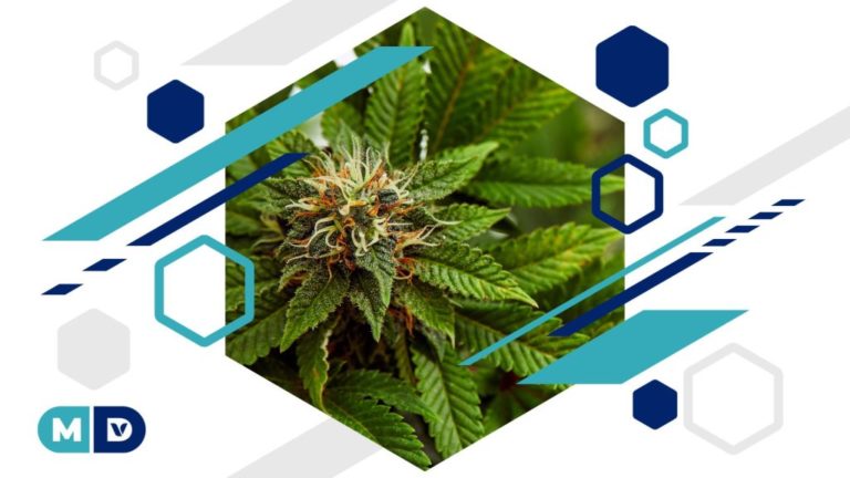 Can Cannabis Strains Be Patented? Can Cannabis Strains Be Patented?