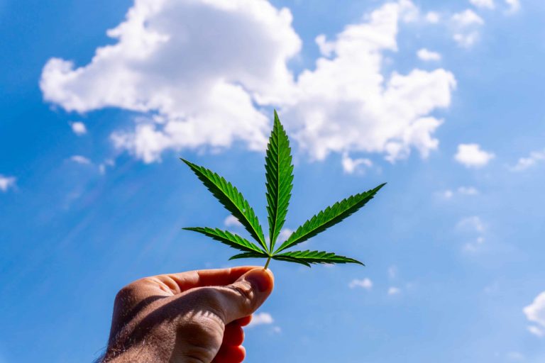 Democrats Sense Opportunities in Florida With Weed, Abortion on the Ballot