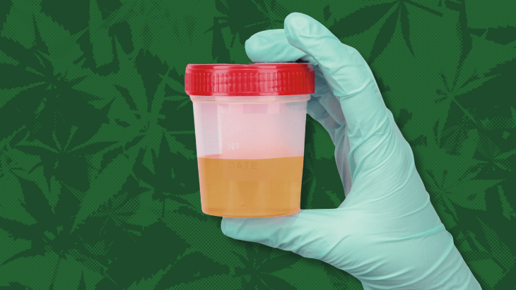 NORML Op-Ed: Feds Must Change ‘Discriminatory’ Marijuana Testing Policies To Address Trucking Industry Labor Shortage NORML Op-Ed: Feds Must Change ‘Discriminatory’ Marijuana Testing Policies To Address Trucking Industry Labor Shortage