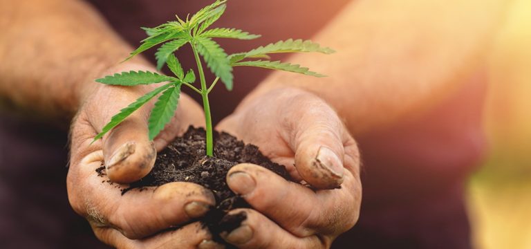 Report: Cannabis Industry Currently Supports 440,000+ Full-Time Jobs