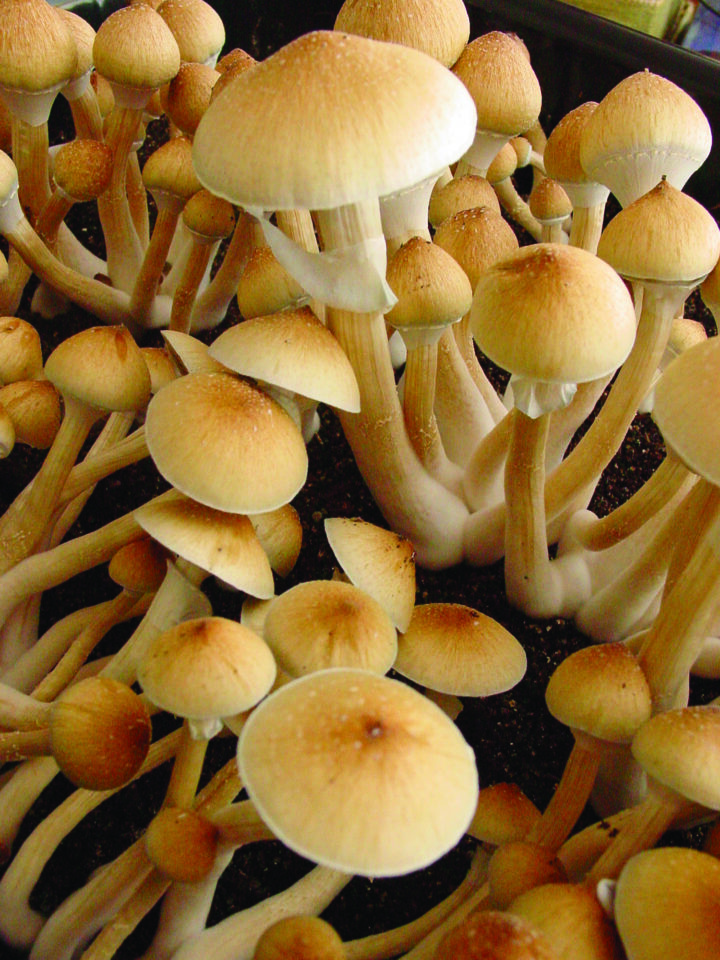 The Magic of Mushrooms | High Times