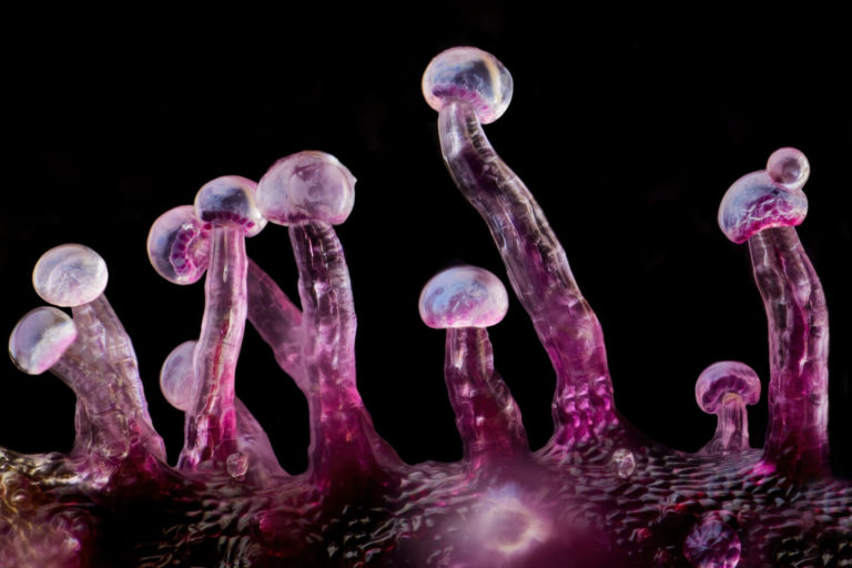 Turn Up the Terpenes With Living Soil