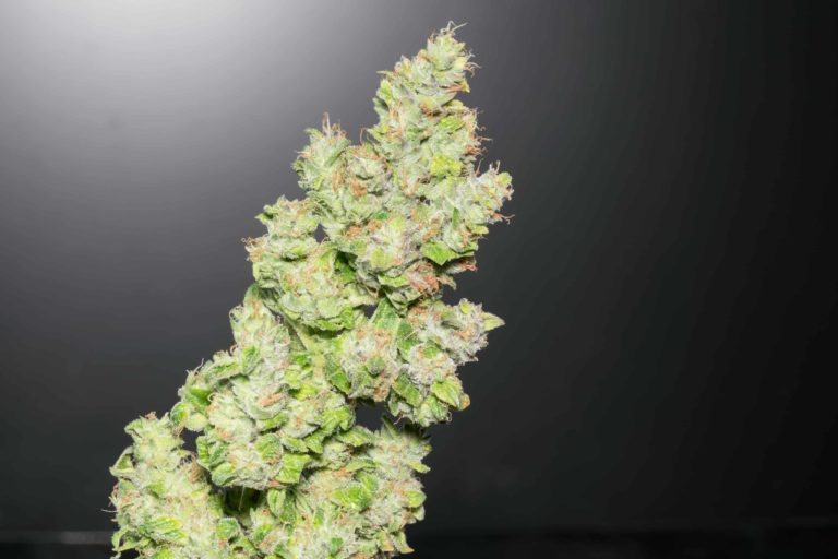 Department of Justice Publishes Proposed Rule in Federal Register To Reclassify Cannabis