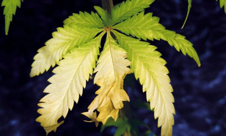 Ed Rosenthal’s Guide to Understanding Nutrients