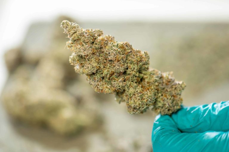 High-THC Flower Yields Few Serious Side Effects in Patients