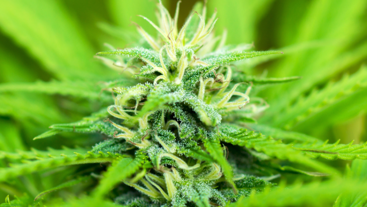 Justice Department Publishes Proposed Rule to Reclassify Cannabis, Begins Accepting Public Comments