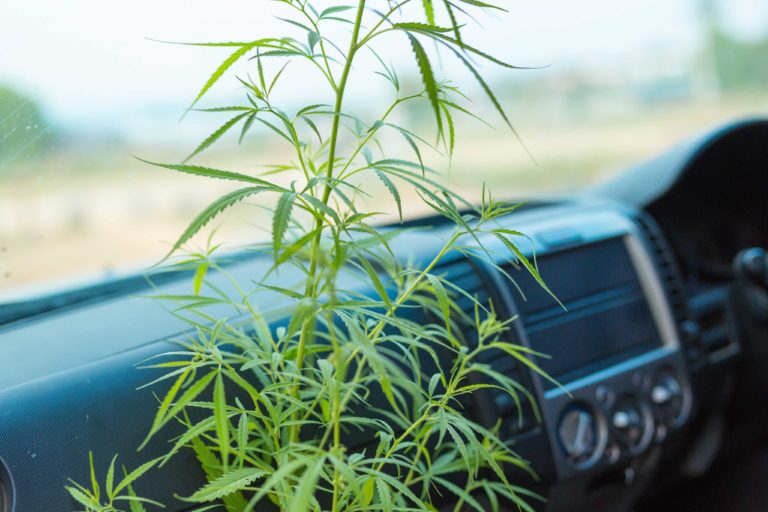 Study To Determine Impact of Cannabis on Driving Ability Delayed Study To Determine Impact of Cannabis on Driving Ability Delayed