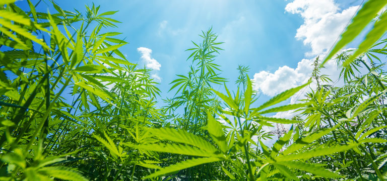 USDA: Value of U.S.-Grown Hemp Up 18% in 2023