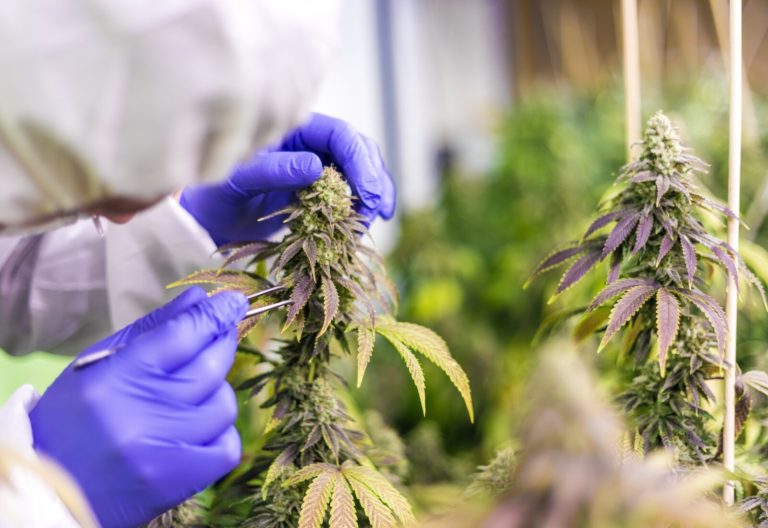 Why Falling THC Test Results Matter