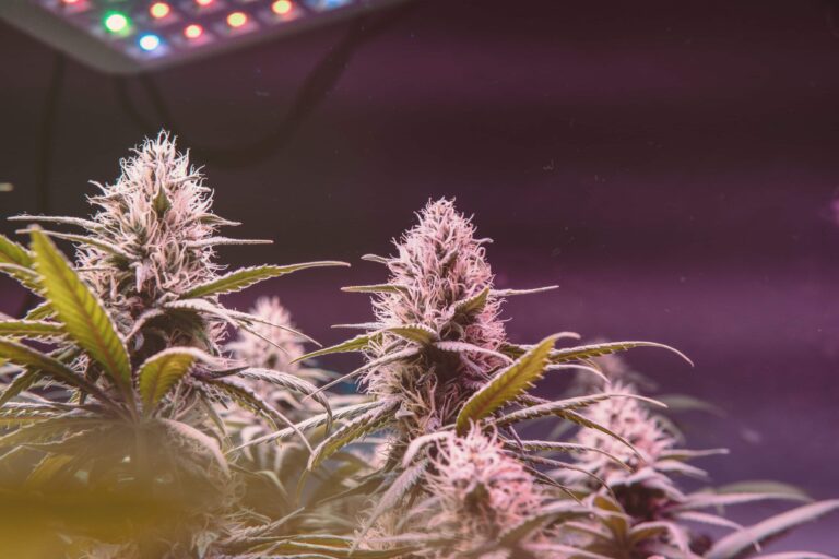 Government in Canada Proposes Amendments to Cannabis Law, Lifting Burdens