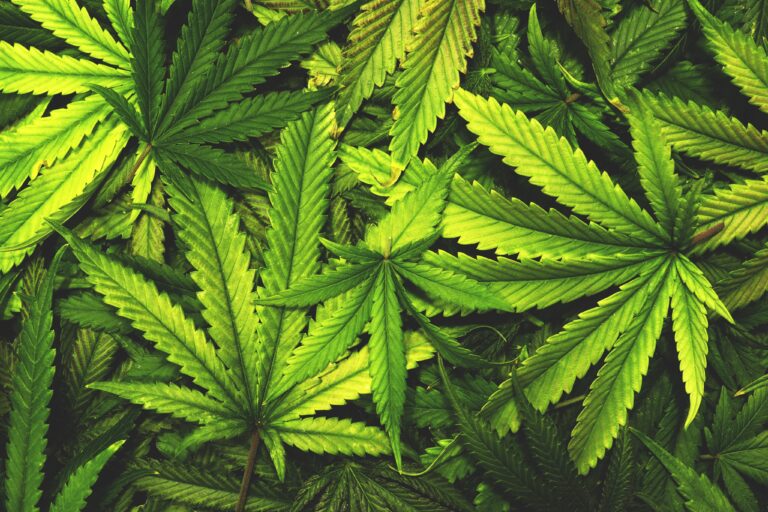 Massachusetts Lawmakers Push Intoxicating Hemp Regs to 2025