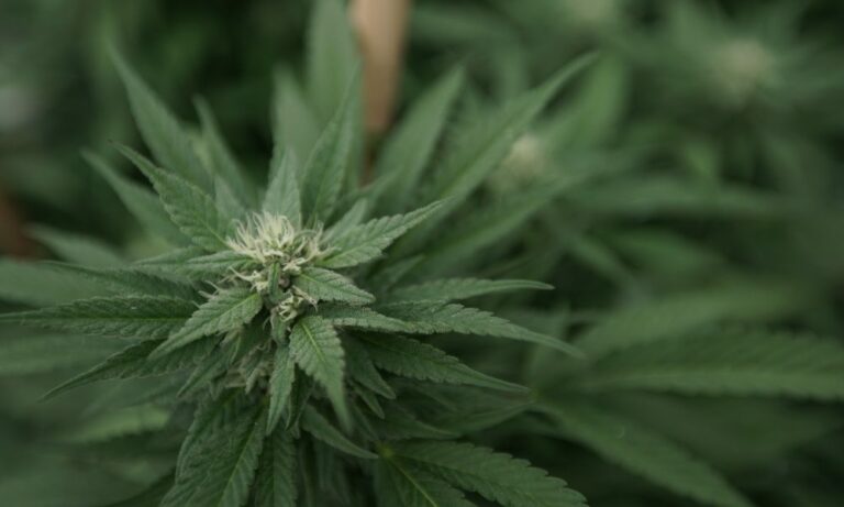 Marijuana Entrepreneur Who Was Once Face Of New York’s Social Equity Loan Fund Now Fears Foreclosure Marijuana Entrepreneur Who Was Once Face Of New York’s Social Equity Loan Fund Now Fears Foreclosure