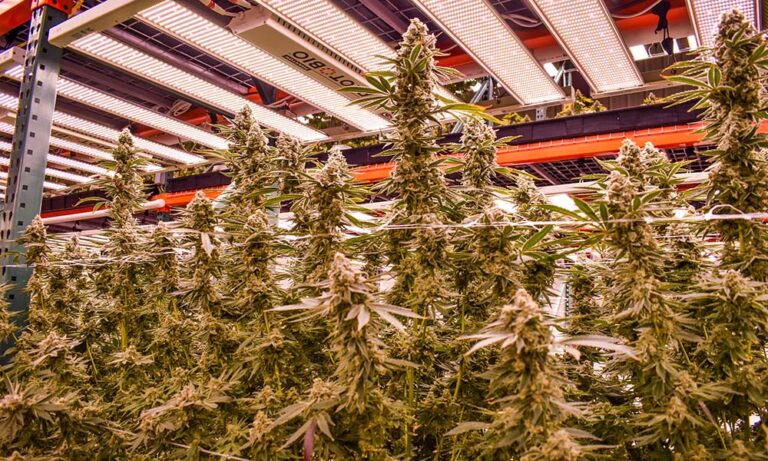 710 Dispensary: Women-Owned and Montana-Grown