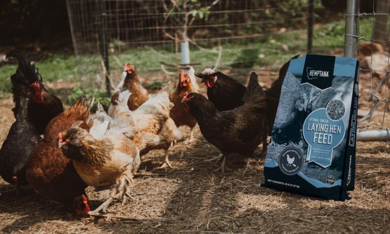 Hemp Seed Meal Approved for Chicken Feed