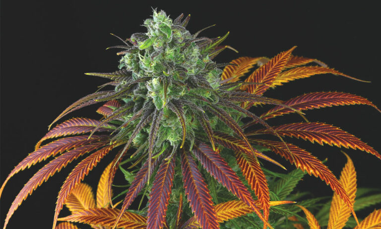 How to Know Which Plants to Grow