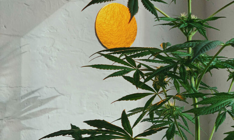 How to Set Up a Cannabis Home Grow