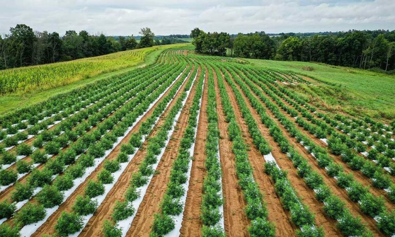 What’s the Deal With National CBD Day?