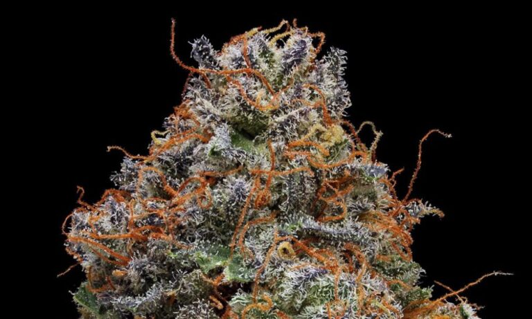 Strain Review: Blackberry Kush | Cannabis Now Strain Review: Blackberry Kush | Cannabis Now