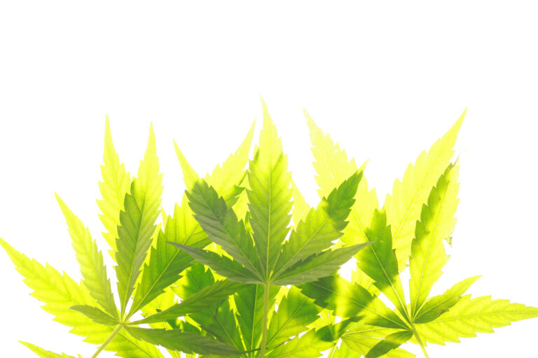 The Future Looks Better for Cannabis Reform The Future Looks Better for Cannabis Reform