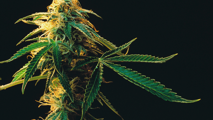 Legalizing Marijuana Does Not Jeopardize Mental Health Legalizing Marijuana Does Not Jeopardize Mental Health