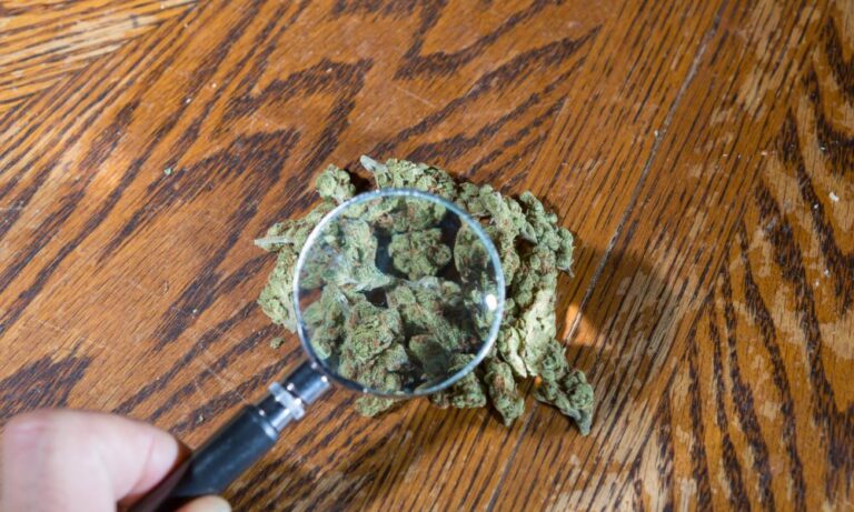 Washington’s Marijuana Tracking System Is Unreliable, Auditor’s Report Says Washington’s Marijuana Tracking System Is Unreliable, Auditor’s Report Says