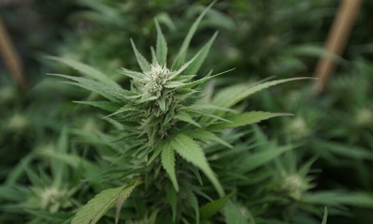 It’s cannabis and psychedelics election day across the country (Newsletter: November 5, 2024) It’s cannabis and psychedelics election day across the country (Newsletter: November 5, 2024)